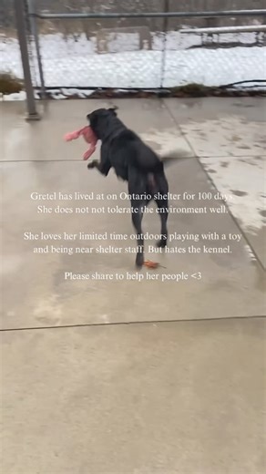 51K views · 1.3K reactions | Still no interest for Gretel She is 4 years old, loves to play and is ready to learn! She prefers an animal free home. Her adoption fee is $260. Visit Burlington Animal Services to view her profile and apply. | Save Our Scruff | Facebook