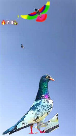 Exploring Kabuter Bazi: Pigeon Racing Insights