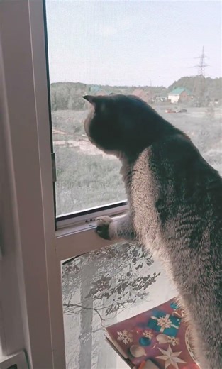 Cat vs. iron monster: a tale of One panic #spring #страх