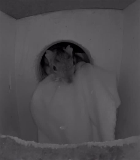 Squirrel Boxes on Instagram: "It’s cold outside, and it’s time for everyone to stay warm. Time to settle in, pull the blankets close, and make sure every little corner feels safe and cozy. The entrance holes are sealed tight, keeping the warmth inside where it belongs. #squirrel #squirrels #squirrelsofinstagram #squirrellove #squirrellife #squirrelsofig #squirrelsafeheaven #squirrelwhisperer #squirrellover #squirrelsquad #squirrell #squirrelfriend #squirrelfriends #aquirrellove #squirrelphotogra