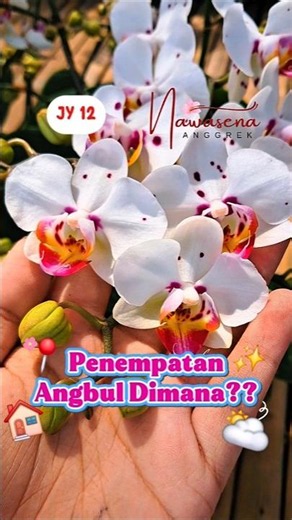 Where Should You Place Your Moon Orchid?? #orchid #phalaenopsis #moonorchid
