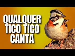 🔴 CANTO DO TICO TICO PRA ESQUENTAR E ENCARTA O SEU TICO TICO DESTRAVA O CANTO NA HORA DO SEU TICO