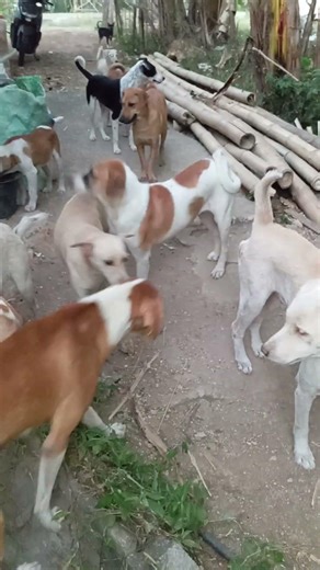 beautiful pack of dogs.#shorts