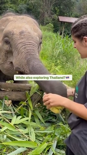 1.1K views · 27 reactions | Are you ready to join our Elephant Rescue...