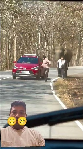 Animals vs Humans: The Ultimate Showdown#Elephant