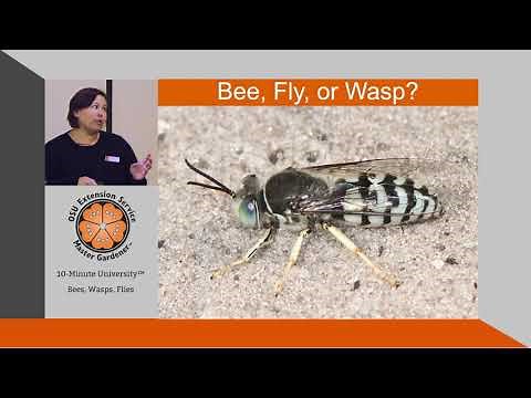 How to Tell the Difference Between Bees, Wasps, & Flies