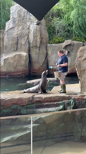 Sea Lion Clapping for Happiness #animals cute #cute