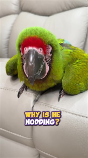 Why is he nodding? Why is he moving his head up and down? Head bobbing is a typical baby macaw behavior that is really cute and makes everyone fall in love with them. It’s just something they do and eventually they grow out of it. #macaw #parrot #why #parrotwizard #buffonsmacaw