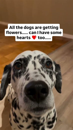 All the other dogs are getting flowers 🌹....can I have some hearts 💖 too...#rescuedogs#pets#lovedogs