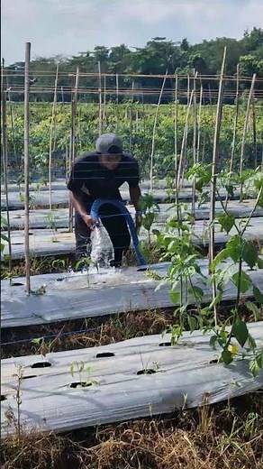The process of watering plant seeds-Agriculture farming #shorts
