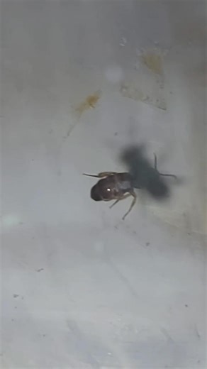 2K views · 35 reactions | And now we wait. #spicershollownativebees #stinglessbee #bees #pollinators #australia #nativebees | Spicers Hollow Native Bees | Facebook