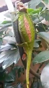 Amazing vid of chameleon giving birth.... | Drlarry
