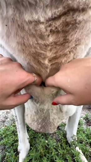 NEVER smell inside kangaroo's pouch