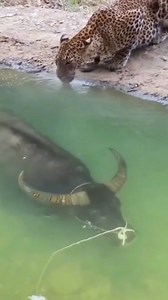 173K views · 111 reactions | #funny #Amazing #OMG #virals #reelsinstagram #happy #model #photography #fun #cute #love #reels #everyone #entrepreneur #wedding #goodvibes #goodmorning #instagood | Belhorizon Oran | Facebook