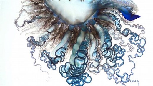 Meet the Very Venomous Portuguese Man-of-War