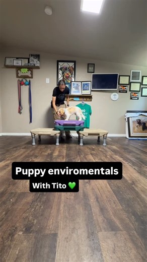 Gulf Coast K9 Dog Training on Instagram: "Tito putting on his thinking cap and learning to be a CONFIDENT puppy! Confidence building exercises are so important early on in training. It teaches our puppies important problem solving techniques that will need later in life. We can also throw in positions like sit and down…and work in coordination! Does your puppy have difficulty going up and down the stairs…? Well exercises like this are a huge help in teaching your puppy to overcome those fears 💚