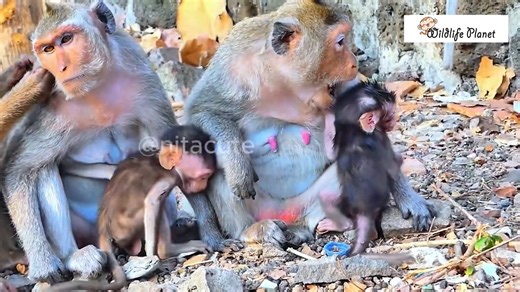33K views · 729 reactions | The brave mother monkey fiercely protected her baby when baby monkey was kidnapped | Monkey Video | Facebook