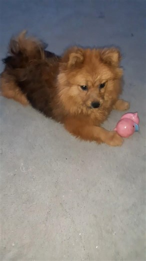 Toy lover Leo #leo #youtubeshorts