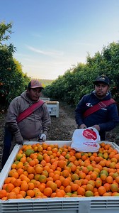 285K views · 4.8K reactions | Este trabajador le pide un taco asu compañero | Sergio Vasquez | Facebook