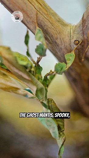 Meet the Ghost Mantis, the insect that looks just like a drifting dry leaf! #facts #animals #Amazing #mantis | Brightminds | Facebook