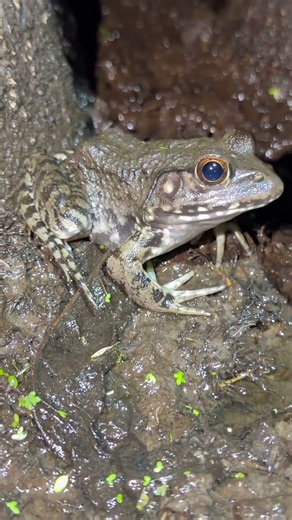 River Frog #frog #frogs #wildlife #nature