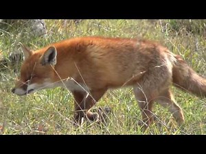 Close up Fox with Silva Fox Whistle