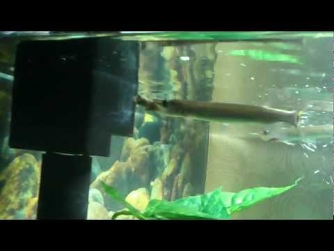 2 fresh water barracuda eating minnows