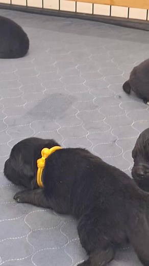 1.3K views · 57 reactions | Bitterroot Newfoundlands on Reels | Facebook