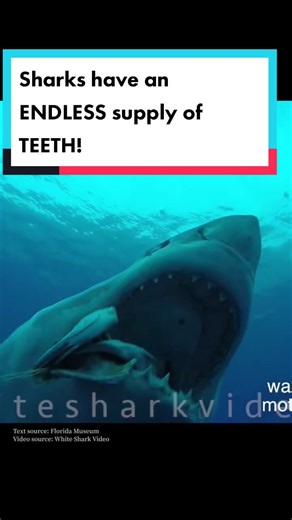 Sharks and Their Endless Supply of Teeth