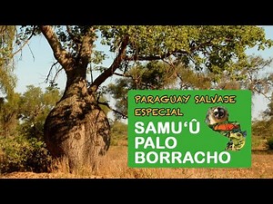 Paraguay Salvaje Especial: Samu'u