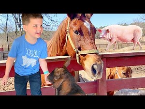 KiDS PETTING ZOO fun! Caleb & Mom VISIT Animal Farm & LEARN ABOUT Animals! Baby Pigs, Goats, Horses!
