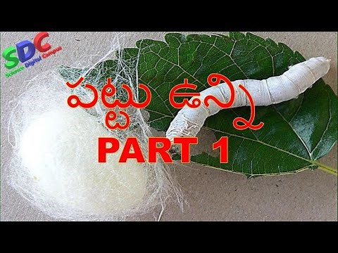 Silk & Wool (పట్ట్టు, ఉన్ని) - PART 1 (CBSE Syllabus Class 7)