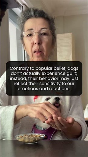 The truth about guilt in dogs you didn’t know