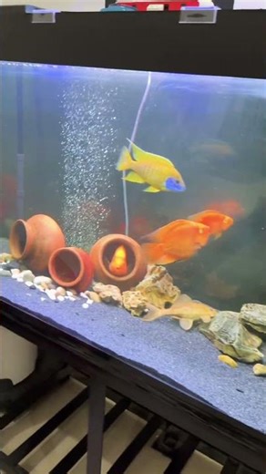 Monster 5 Feet Aquarium Setup 🐠🔥 #fishkeepinghobby #aquarium #viralshorts