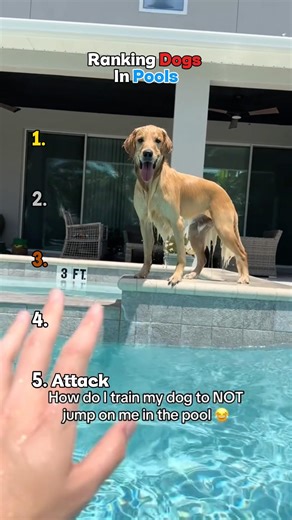 Ranking the funniest dogs in Pools 🐕🤿