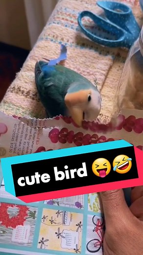 ‏#duet @Jules 🤣 cute bird 😝 #markaboudaher #funny #cutebird #parrot