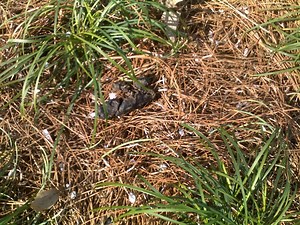 What's All the Poop About in Avondale Estates?