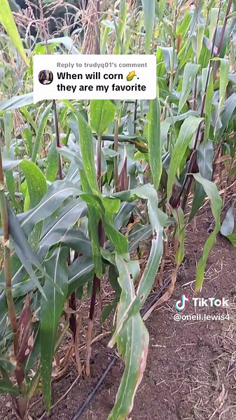 Replying to @trudyq01 Farming is sweet #farmlife #Lewisfamilyfarms #corn