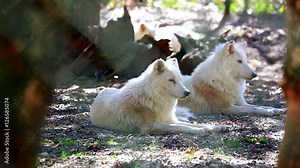 Arctic Wolf (Canis Lupus Arctos) Lying Down On Ground