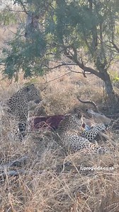 4.7K views · 104 reactions | Nature's drama unfolds on safari. Connect for memorable experience - Copy | Mqueen gist | Facebook