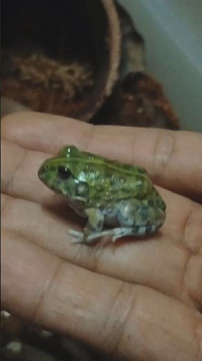 Lil Pixie #amphibians #frog #pet #petfrog #bullfrog #africanbullfrog #pixiefrog #reptile #funny #fyp