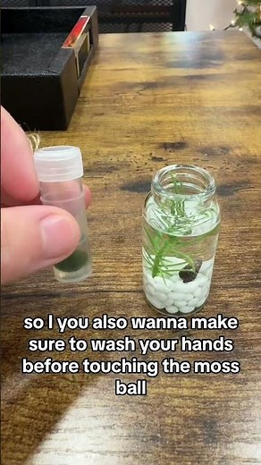 Adorable moss ball pet starter kit guide #mossballpet #mossballcare