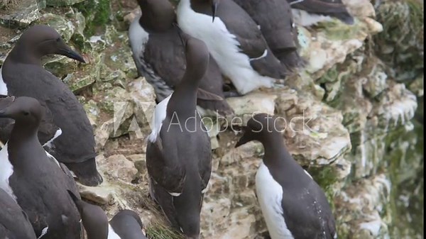 Common Murre, Common Guillemot, Uria aalge, birds colony on cliffs, Bempton Cliffs, North Yorkshire, England