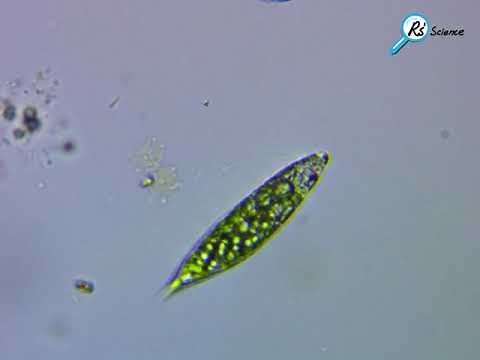 Euglena under a light microscope