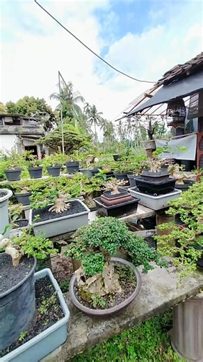 Alhamdulillah soul out di siang bolong | Habibi