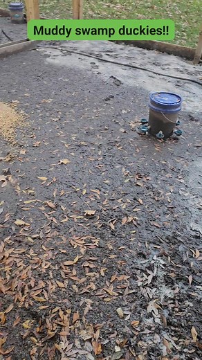 17 reactions · 7 comments | #swampDuck | Fowl Behaviors Duck Co. | Facebook