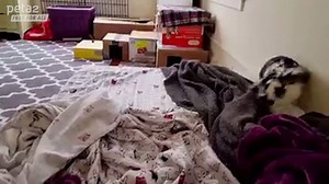 Did you know rabbits do THIS when they're happy? 😍 Via PETA (People for the Ethical Treatment of Animals) US. | PETA Australia