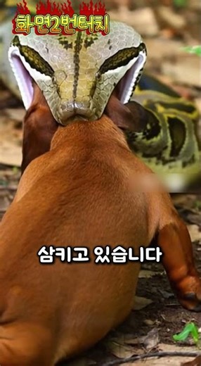 A puppy falls prey to a python... Everyone freezes.