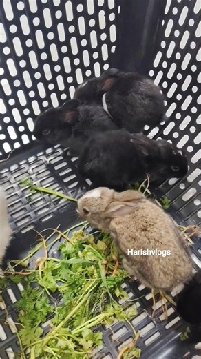 Baby Rabbits Care & Food Guide 🐰 | What to Feed Baby Bunnies for Healthy Growth