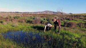Vernal Pools: Ephemeral Ecologies | The Common Naturalist